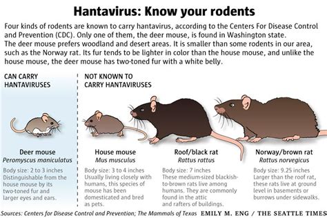 testing mouse droppings for hantavirus|is breathing mouse poop dangerous.